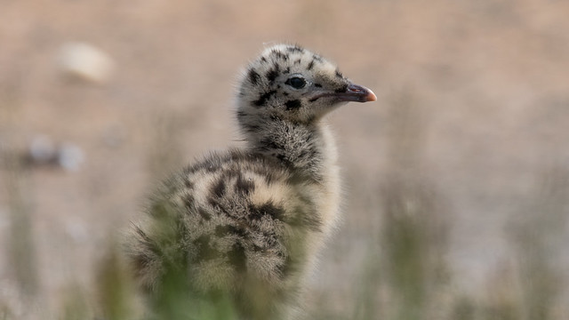 Seagull chick
