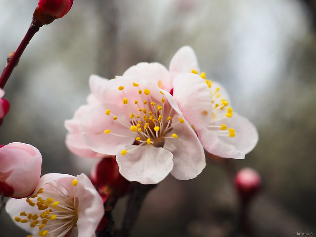pink plum blossoms