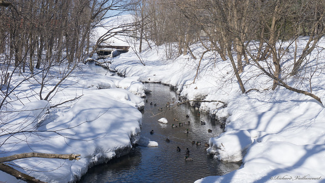 Canards et la rivière, ducks  - Domaine de Maizerets, Québec, Canada - 9965