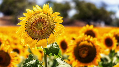 acceptance sunflowers oddoneout 20190304judging clubsetprojected slideshow qld clubprojected flowers 2019tour facebook flickr aspleycameraclub aspleysubmitted landscapeseascape
