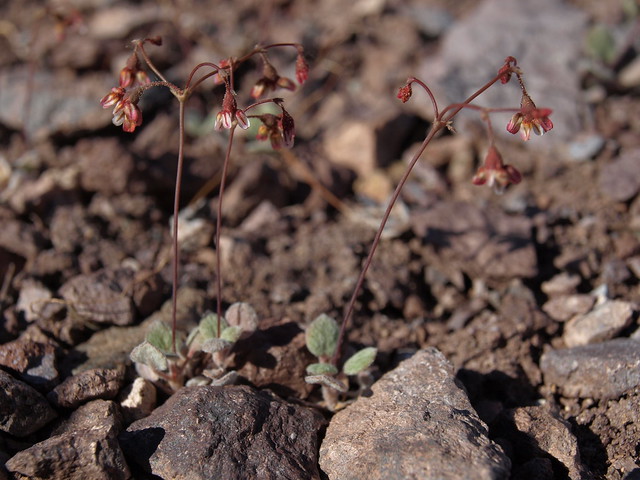 Dugway buckwheat, Eriogonum nutans var. nutans