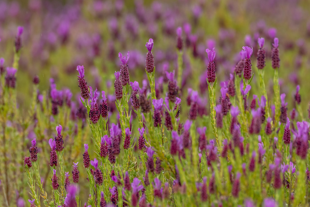 French Lavender In The Algarve Hills