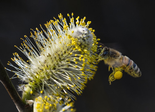 bee biene insektensterben honig weide weidenkätzchen willow honeybee honigbiene apis mellifera insekt insecta insectphotography makro macro macrophotography makrophotografie makrofotografie bestäuber pollinator pollen