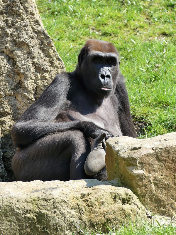 Gorilla, Zoo Hannover