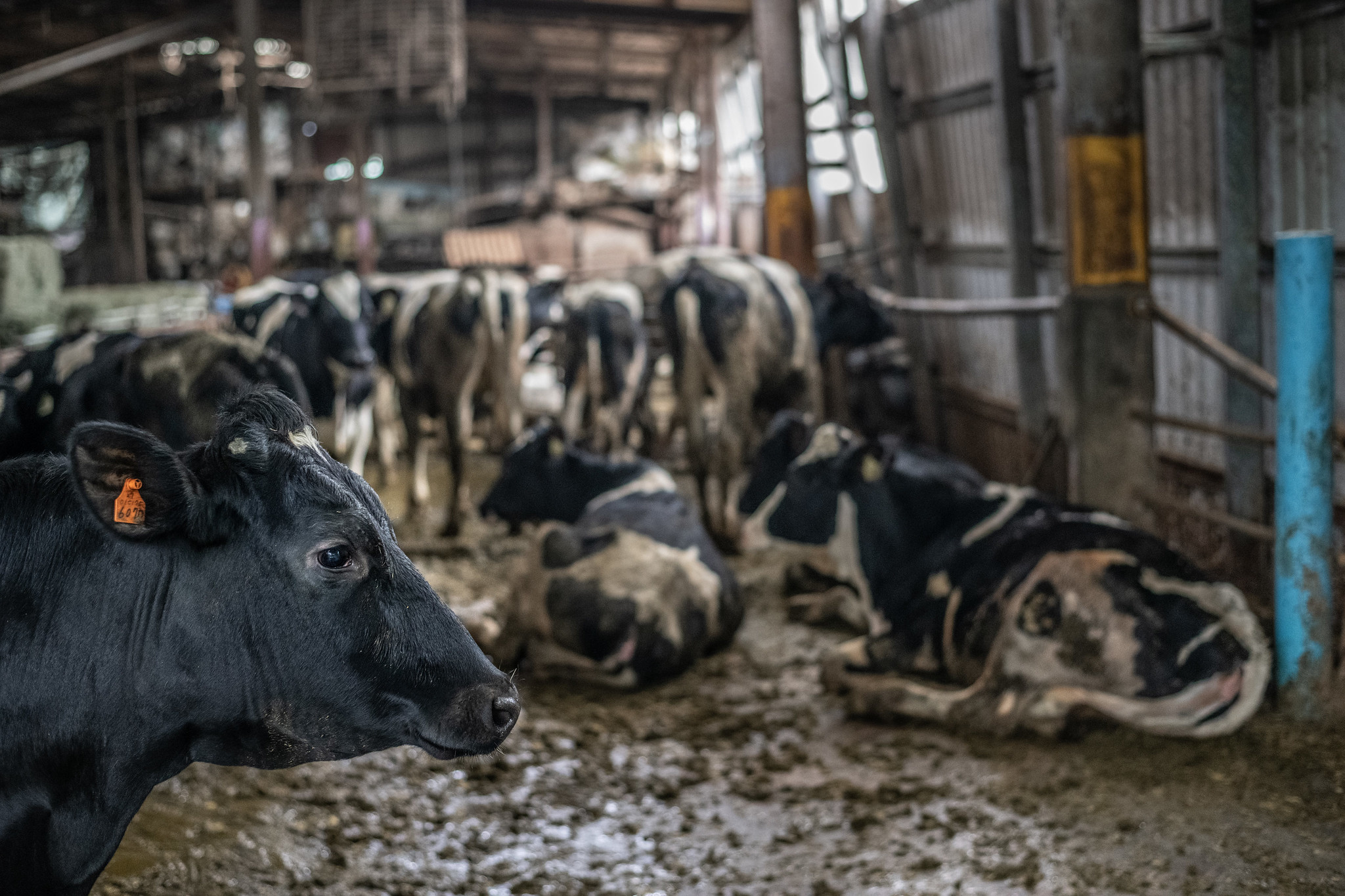 台灣部分酪農戶飼養環境髒亂，乳牛身心狀況不佳。台灣動物社會研究會提供。