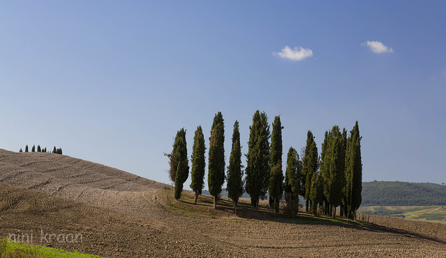 Cypresses in Val d'Orcia - Tuscany