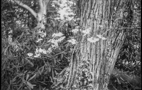 blossoms spring dogwood treetrunks yard asheville northcarolina smena1 ilfordfp4 hc110developer soviet lomography 35mmfilm 35mm film monochrome monochromatic blackandwhite landscape