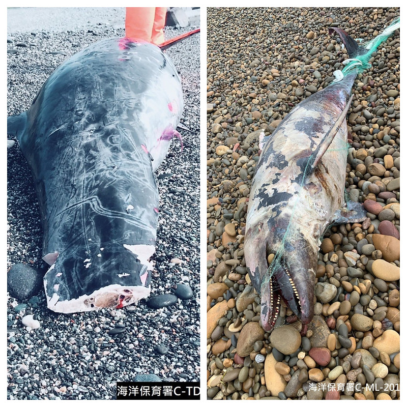 擱淺死亡的海豚。照片提供：海洋保育署。