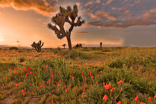 Poppies and Joshua Trees | by Rennett Stowe