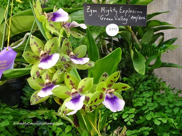 Zygopetalum Mighty Explosion