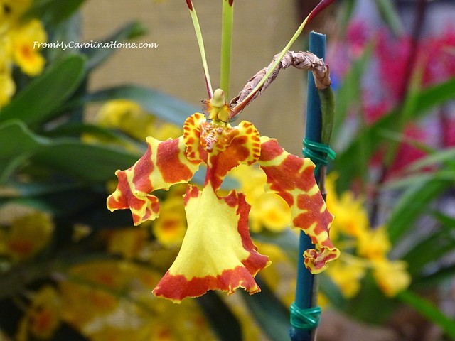 Psychopsis Mendenhall 'Hildos'