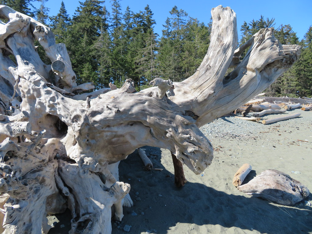 Driftwood art by nature.
