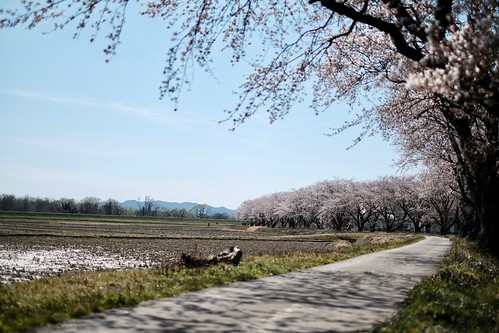 桜の花、舞い上がる道を 2019