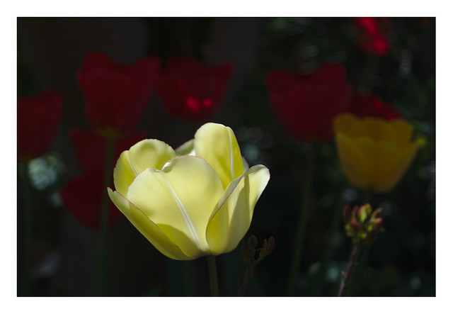 Yellow tulip catching the light