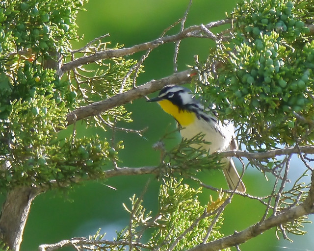 Yellow-throated Warbler