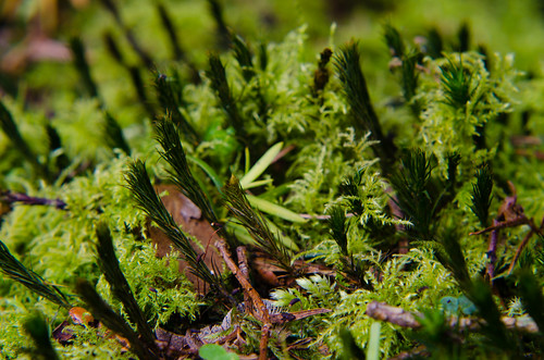 Moss, feathery fronds