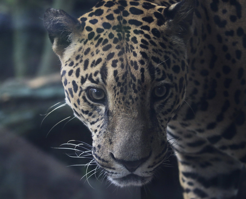 Jaguar, Panthera onca - cage ind - Ascanio_Best Costa Rica 199A9129