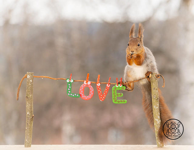 red squirrel standing on tree sticks with a line with the words love