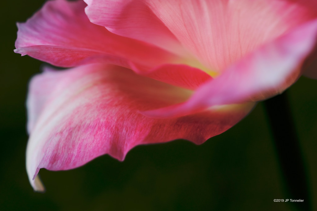 Pétale de tulipe | Haute-Garonne, France | Jean-Paul Tonnelier | Flickr