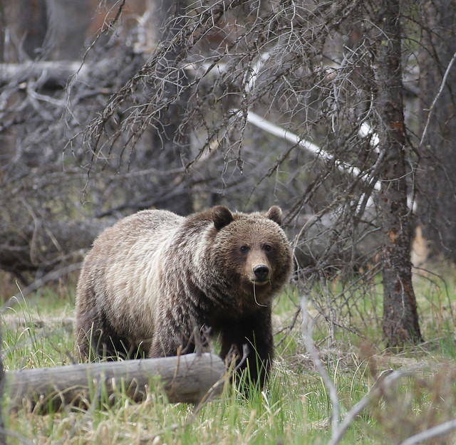 EOS02097 View Large. Brown Bear. Banff National Park, Alberta Canada