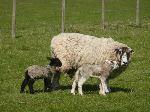 Spring lambs 