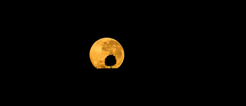 newzealand tree ankh fence sky moon moonset caldwell silhouette light