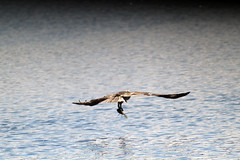 osprey2
