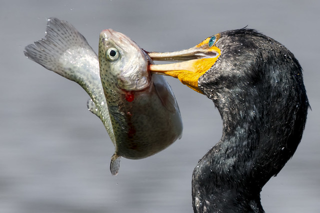 Double-crested Cormorant with Rainbow Trout