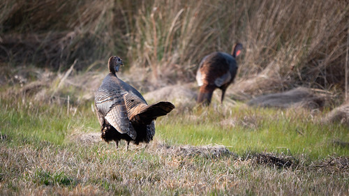 Photo of two turkeys in a field