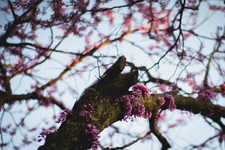 Golden Hour Tree Branch