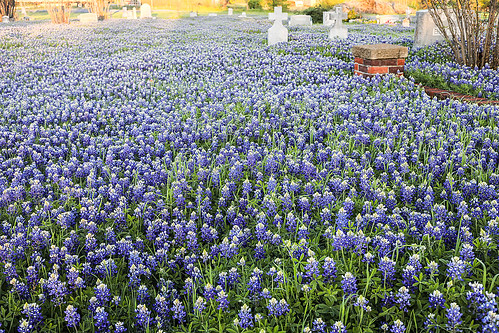 texas strawn palopintocounty mtmarioncemetery sunset bluebonnets flowers spring gravestones lupinustexensis texasbluebonnets wyojones np