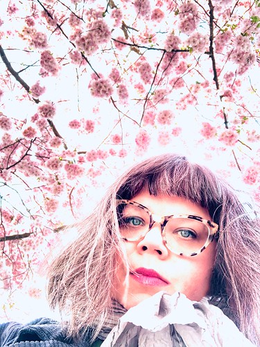 cherry blossom kungsträdgården, stockholm (20 years in bloom), sweden, april 24, 2019 🌸💖🌸