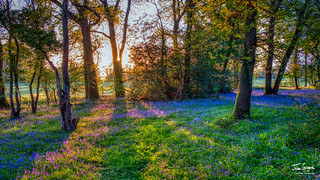 Sunrise in a bluebell wood, Hambledon, Hampshire, UKf