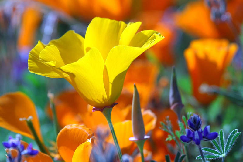 IMG_0824 Yellow Color California Poppy, Antelope Valley California Poppy Reserve