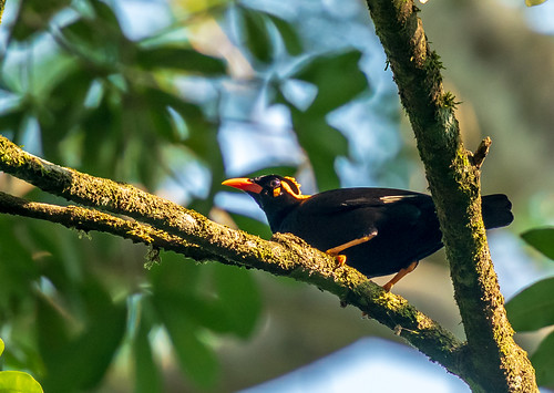 regenwoud srilanka unescowerelderfgoed grotebeo sinharaja commonhillmyna graculareligiosa unescoworldheritage mataradistrict