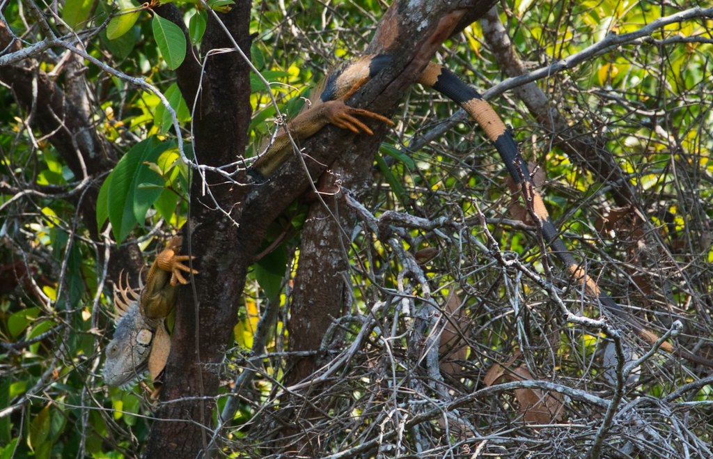 Iguana hanging in tree