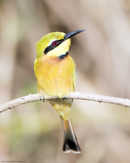 Little Bee-eater, Merops pusillus, Msuna Fishing resort, Zambezi River, Zimbabwe