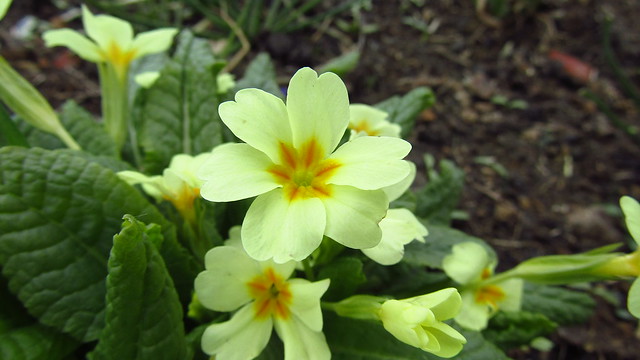 Çuha çiçeği, Primula vulgaris
