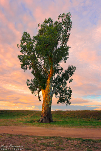 sunset nature landscape tranquilscene beautyinnature wellington nsw australia centralwest