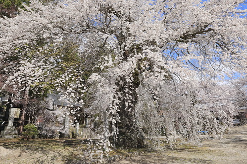 weepingcherryblossoms cheerytree spring flowers temple 枝垂桜 瑠璃寺 天然記念物指定 樹齢数百年