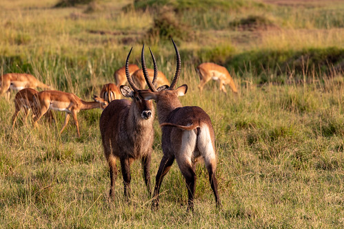 africa kenya vantagetravel horns male safari sparring travel waterbuck 201902279l8a2816 fighting antlers competition maasai mara reserve national park triangle tanzania transmara riftvalleyprovince impala antelope morning game drive