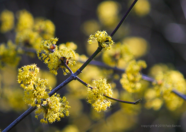 019Mar 20: Early Spring in Forest