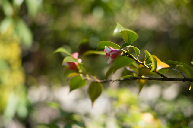 20190324 Shirotori Garden 5