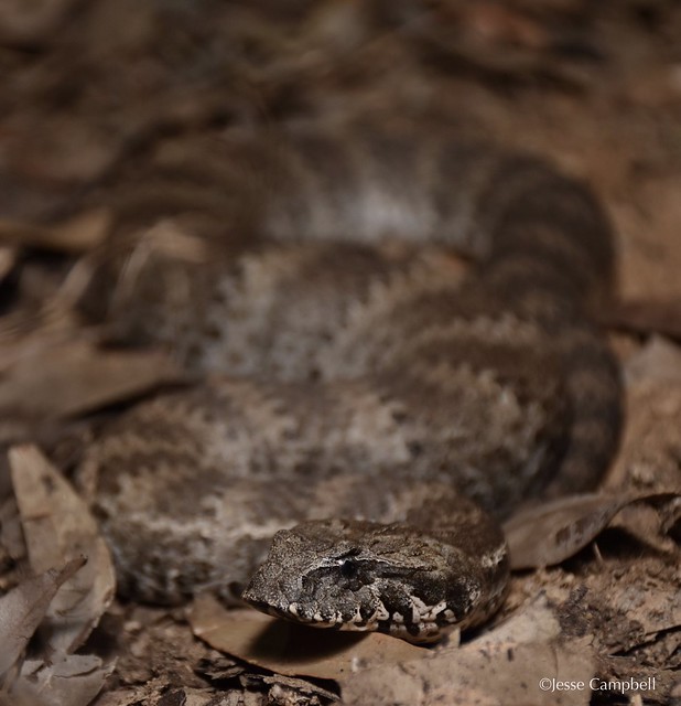 Common Death Adder (Acanthophis antarcticus) from southern Sydney