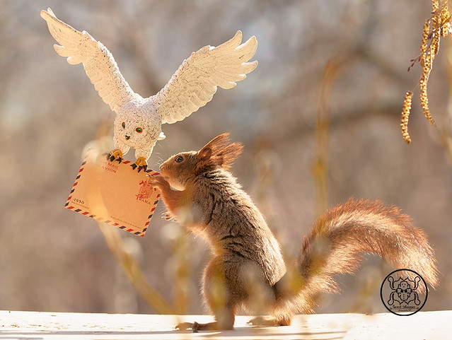 red squirrel holding an letter from a owl