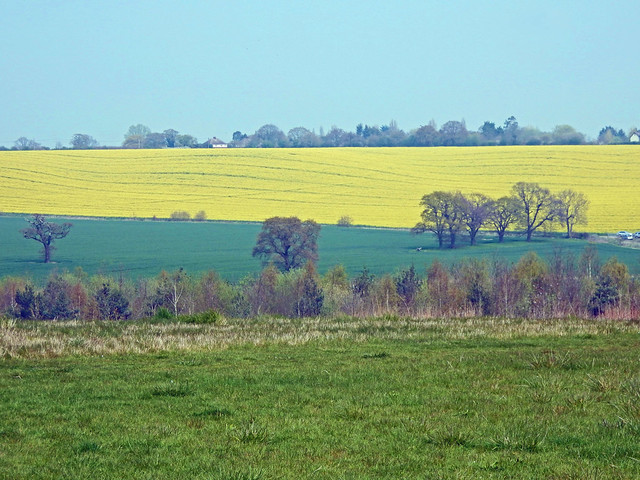 Fields adjacent to Hyde Hall gardens, Essex