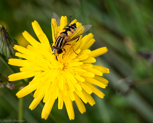 Colour Matched Hoverfly