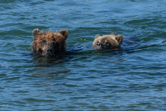 Swimming brown bears (female and cub)
