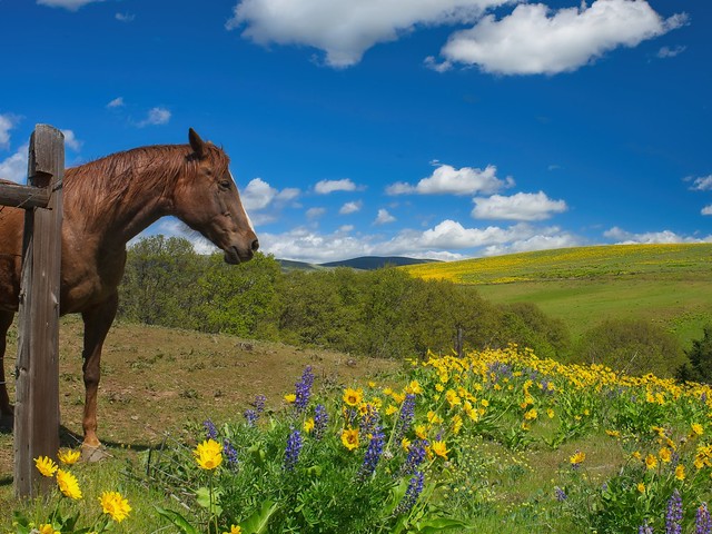 Horse Sunny Day Wildflower Field 4633 A