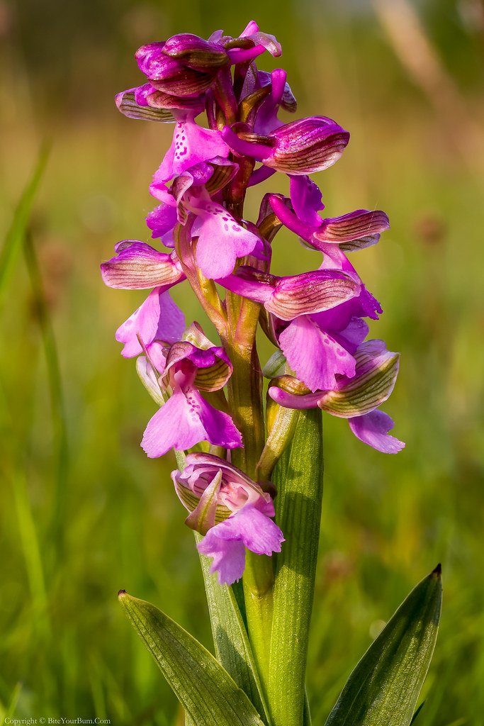 Green-winged Orchid (Anacamptis morio) | Green-winged Orchid… | Flickr
